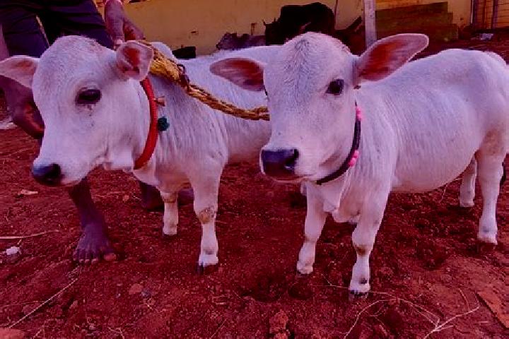 Bad Rhinos online slot