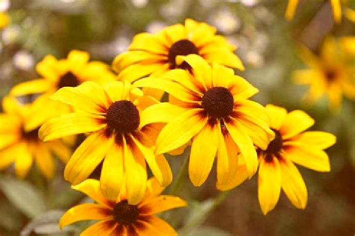 Chick n Run ( Pixmove Games) slot machine