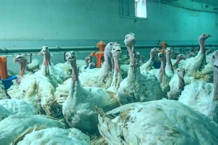 Raspadinha Trevo da Sorte online slot