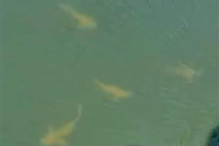 Spin O Reely s Super Soccer slot