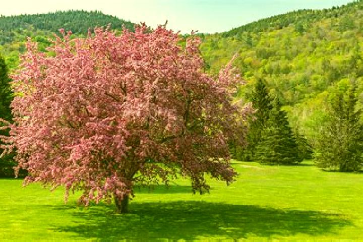 Xing Guardian slot machine